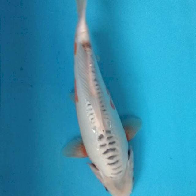 SUSUI 33 CM