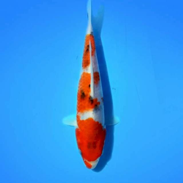 ND ANLTIA 22CM