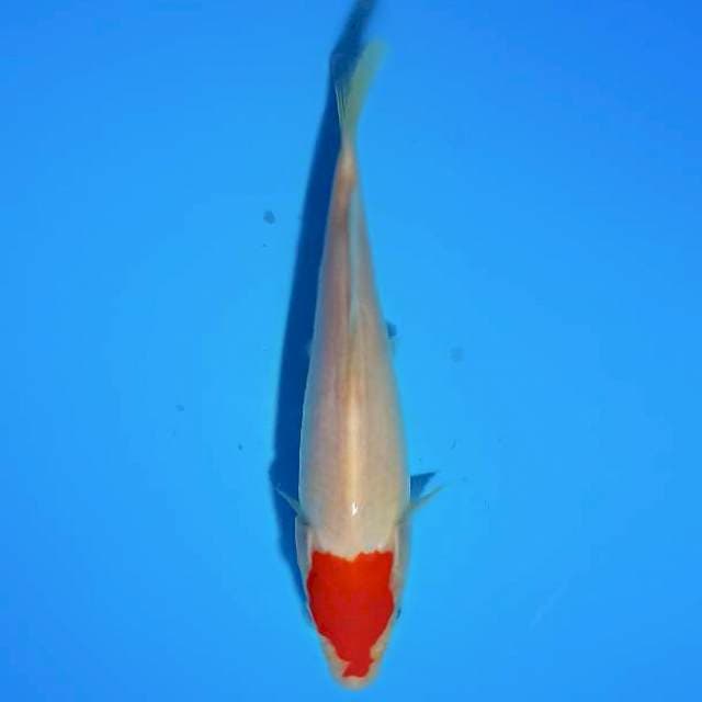 ND LACERTA 22CM