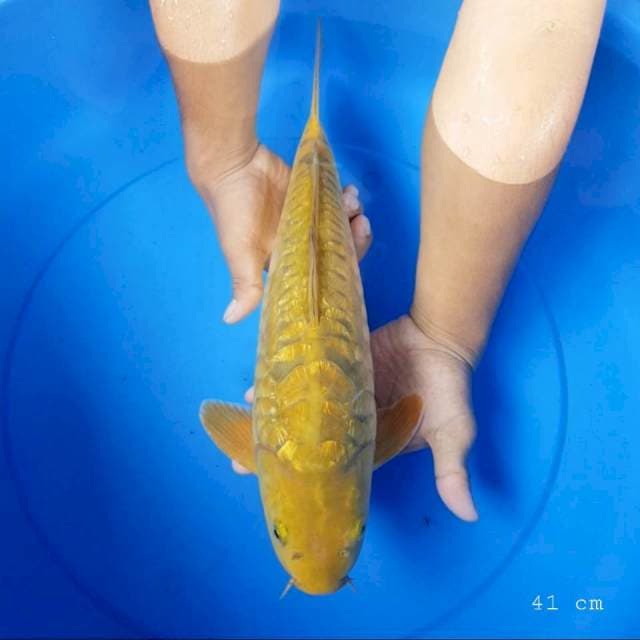 Chagoi bulki 41 cm