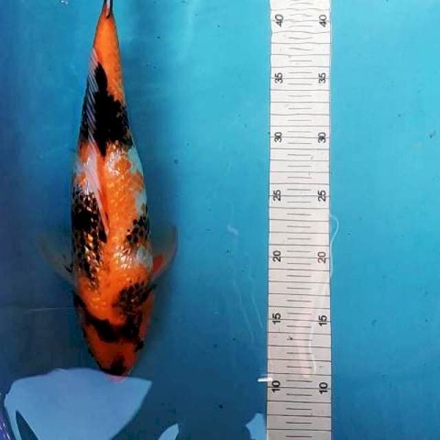 Okuhara Ginrin Showa 34cm.