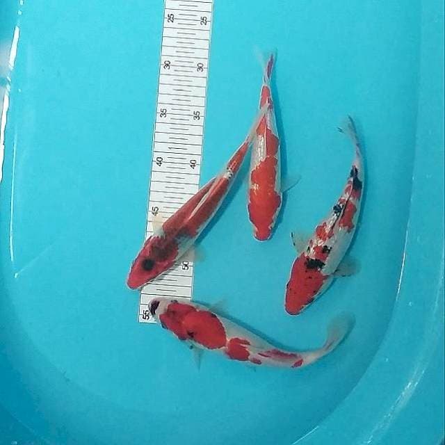 Mix 20-24cm