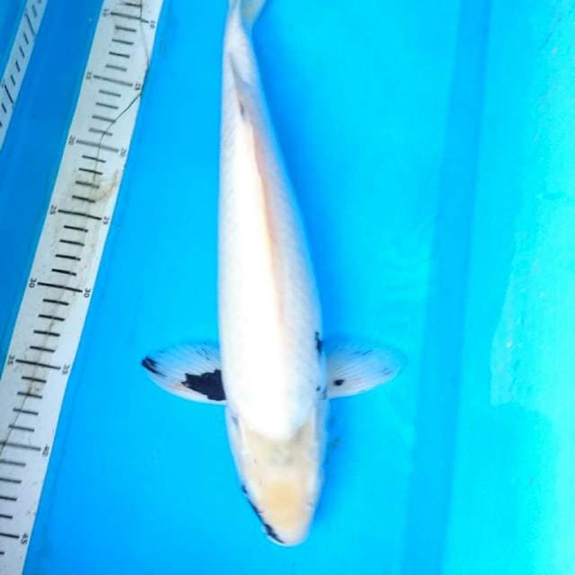 JUMBO SHIRO TATEGOI 43 cm