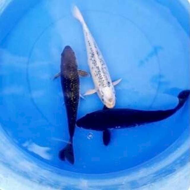 33,34,35cm