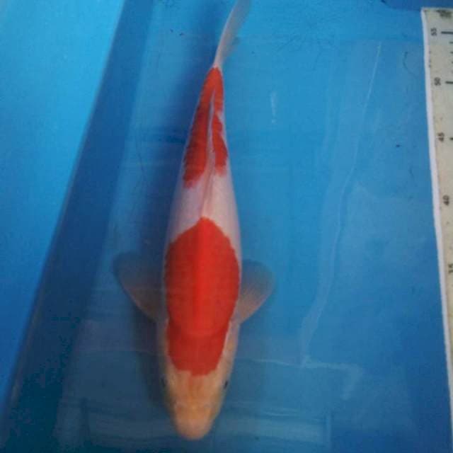 Kohaku strong 30 cm
