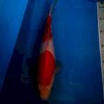 Kohaku strong 30 cm