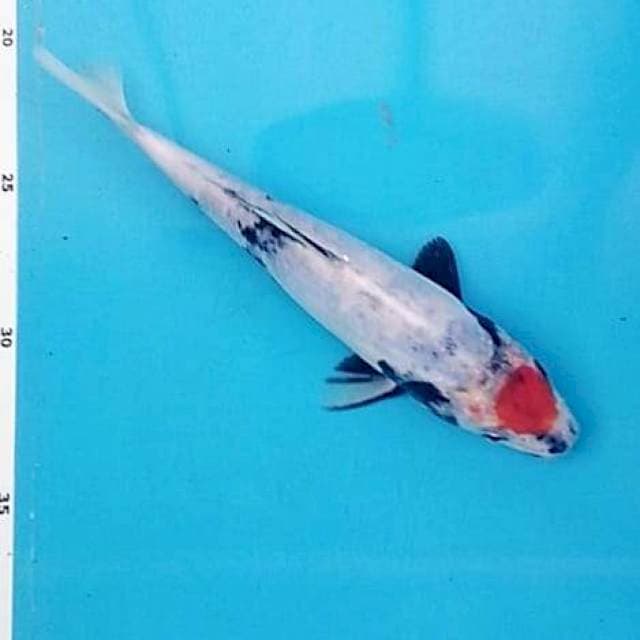 Tancho showa 20cm