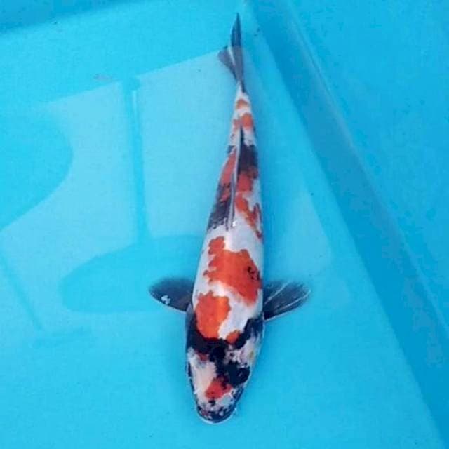 Showa 22cm