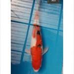 Sanke Male 34cm