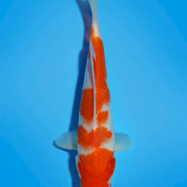 Kohaku 23cm
