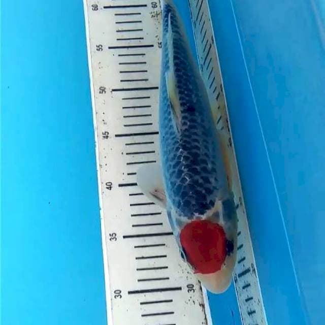 Tancho Goshiki Male 37cm