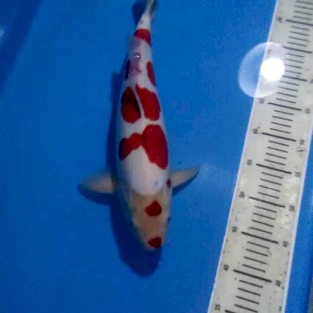 Kohaku Doitsu Murni 43cm