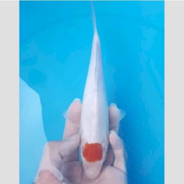 korban php tancho original mulus putih