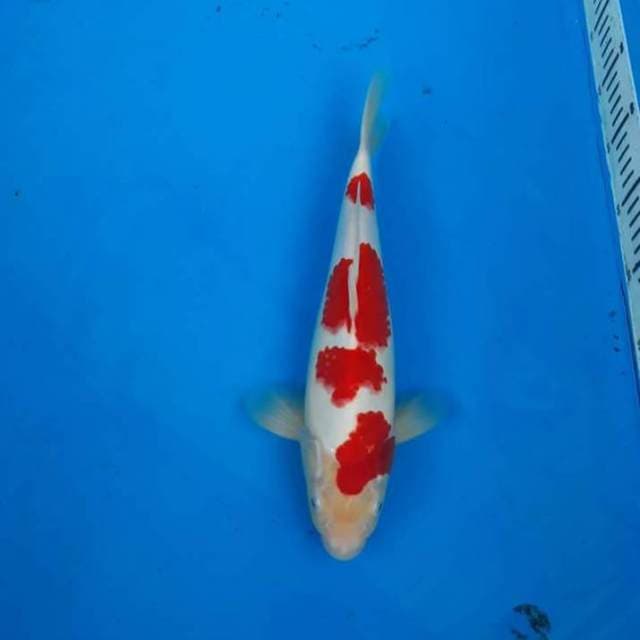 Kohaku Deep Red