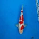 Kohaku Deep Red