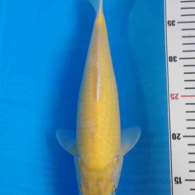 Karashi F1 Konishi