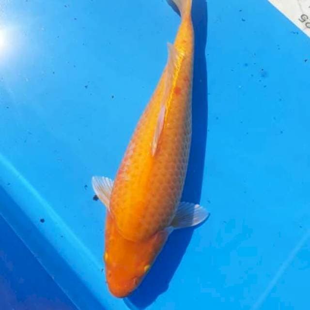 Karashi punuk 🐪🐪35cm