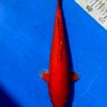 Merah.nya setrong🌶🌶33 cm