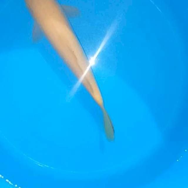 Karasi 31 cm