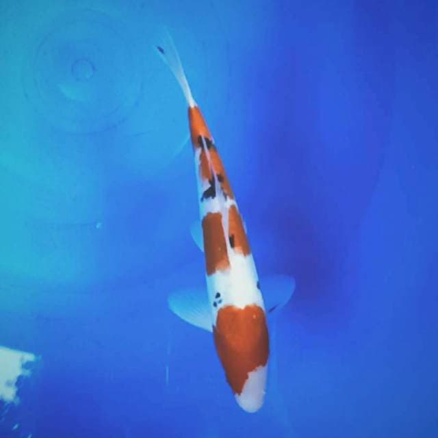 Sanke doitsu 30cm