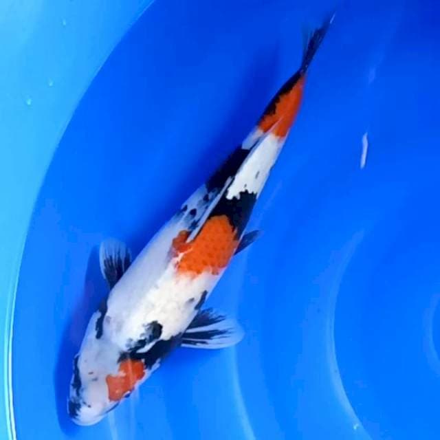Jumbo showa jreng 42cm