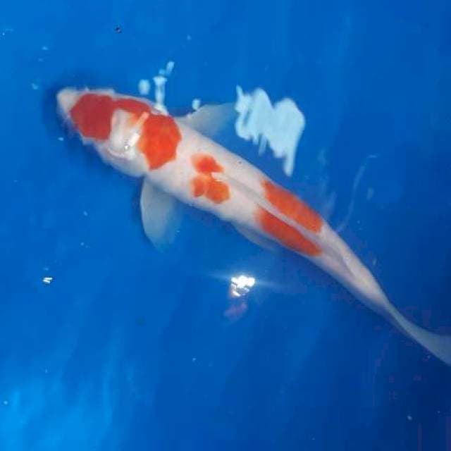 Kohaku 3 step