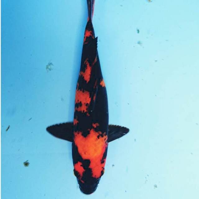 HI UTSURI 27 cm