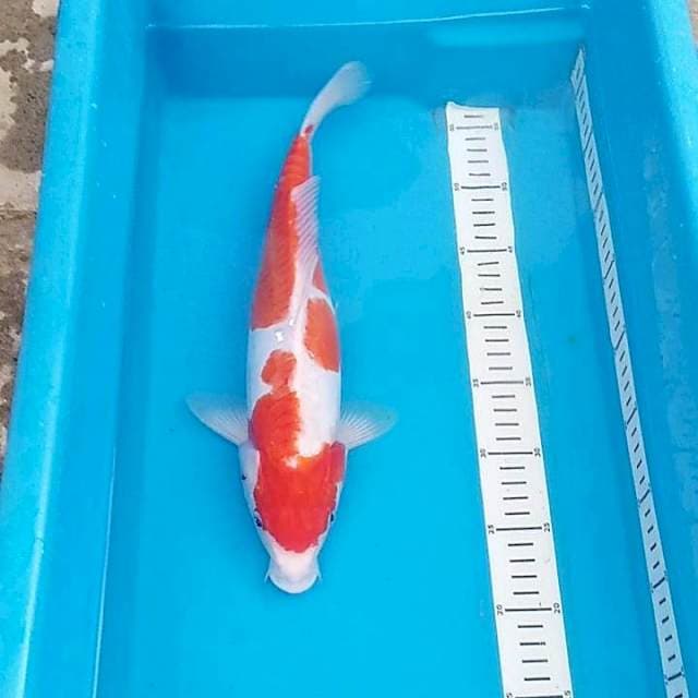 Kohaku doit 37cm M