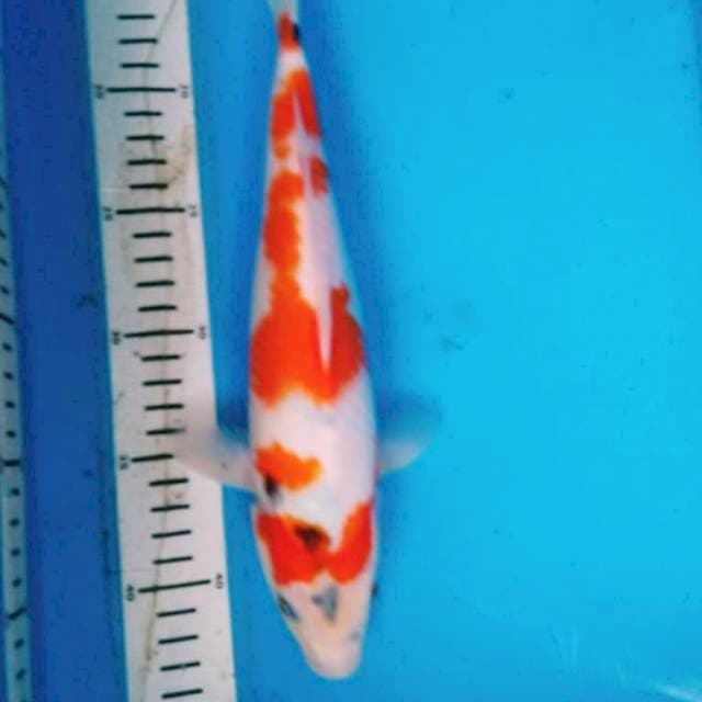 KINDAI SHOWA 31 cm