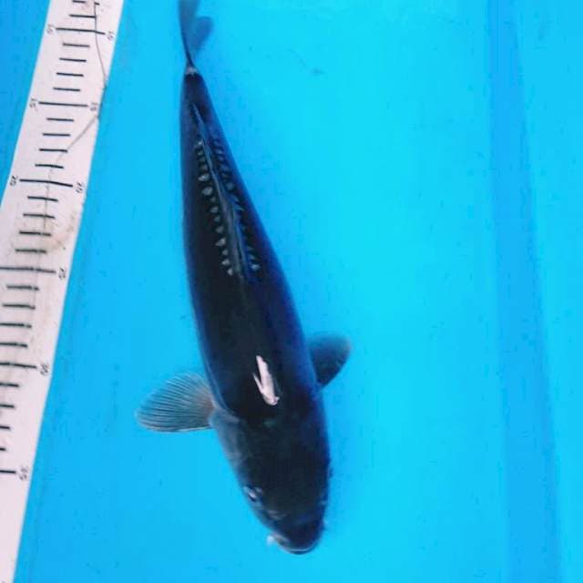 DOITSU SORAGOI 29 cm