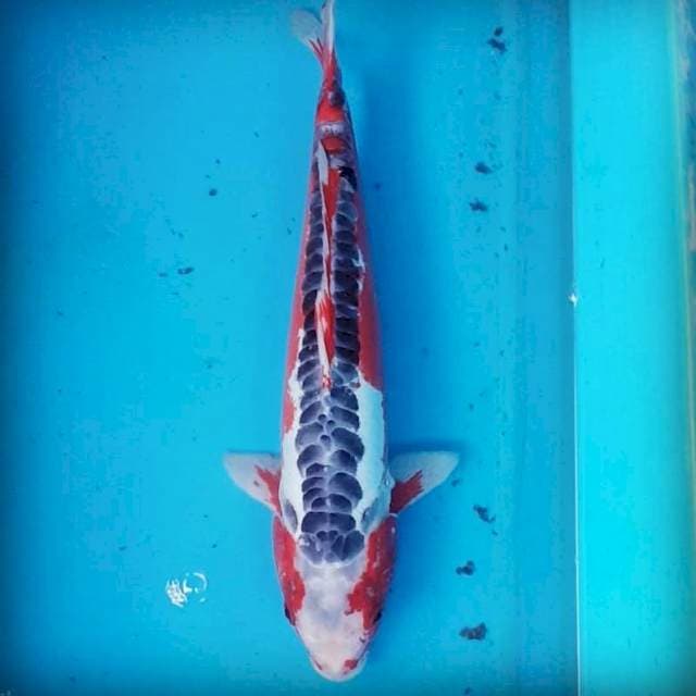 HANA SHUSUI 43CM