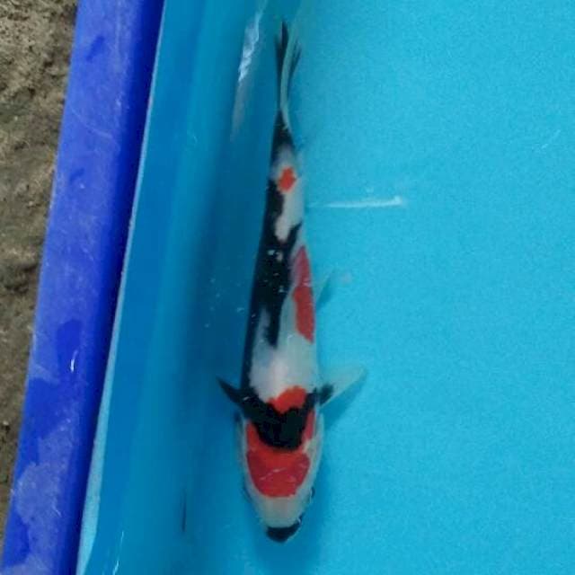 showa show quality 20cm