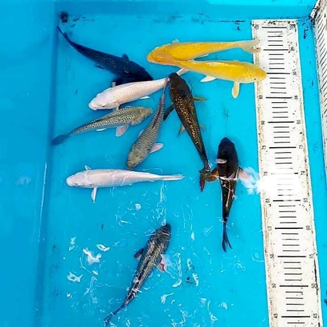 Mix penjinak kolam 10 ekor