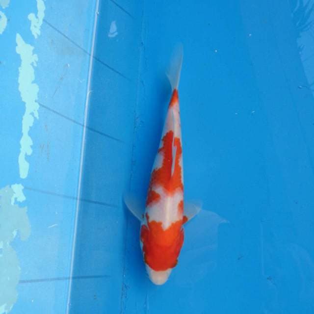 Kohaku Motoaka