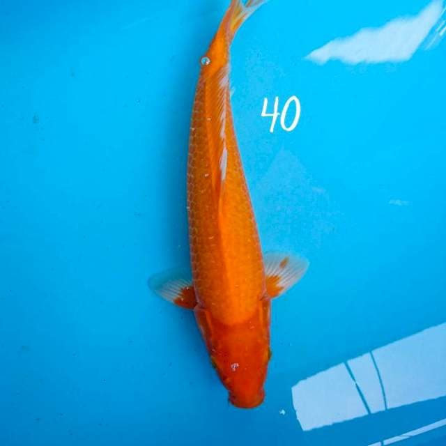 aka hajiro 40 cm