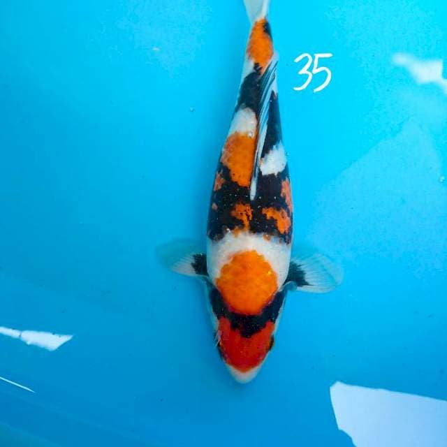 maruten showa 35 cm