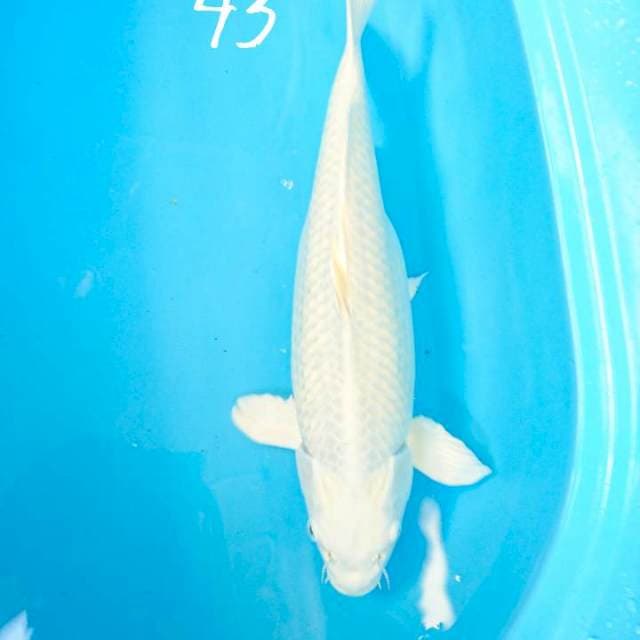 platinum jumbo 43 cm