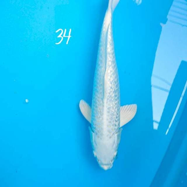 platinum ginrin 34 cm
