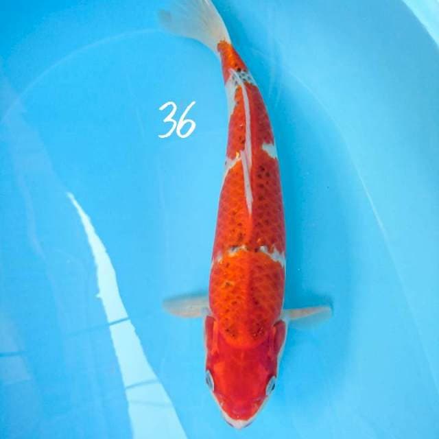 goshiki 37 cm