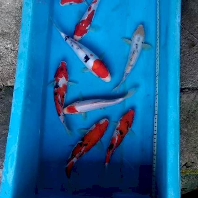 Paket mix 22-26cm