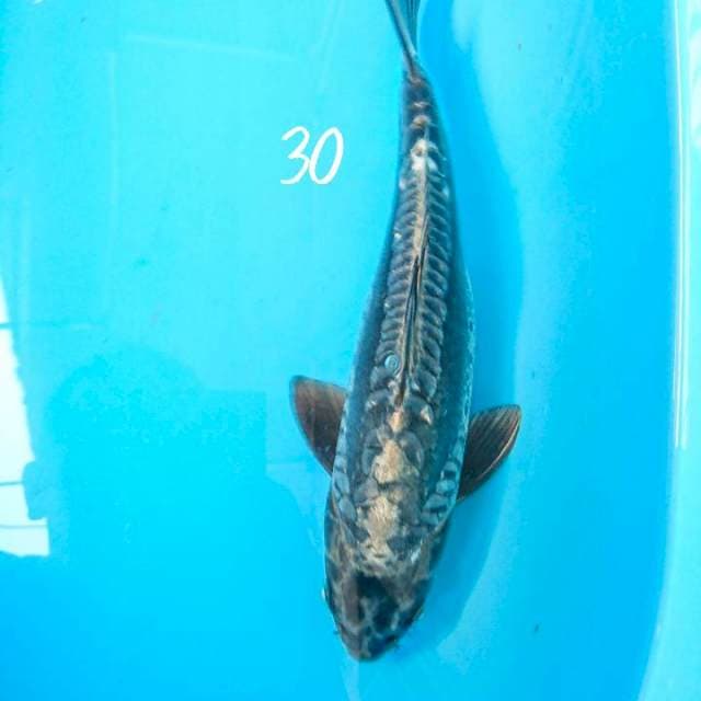 kiko 30 cm