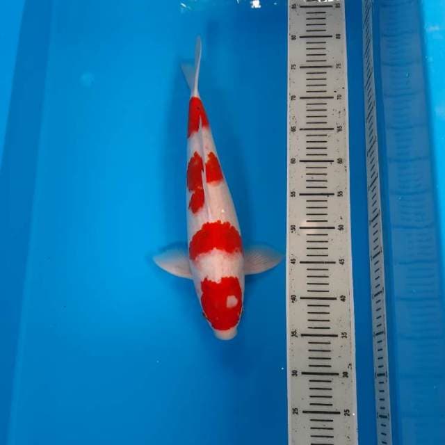 Kohaku 45cm