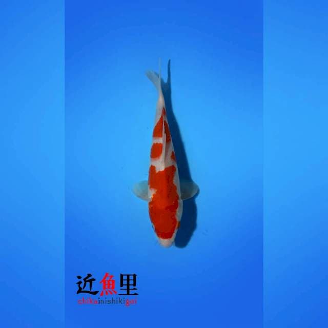 HQ _ KOHAKU SAKURA 23 cm