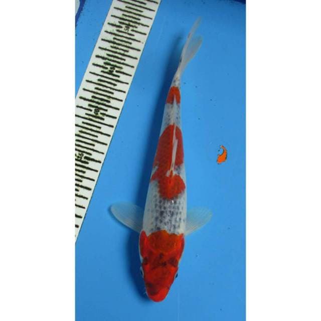 SANDAN GOSHIKI 29CM