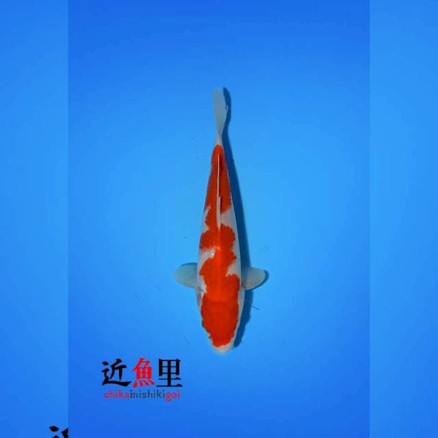 HQ _ HIGH STRAIGHT KOHAKU 25 cm