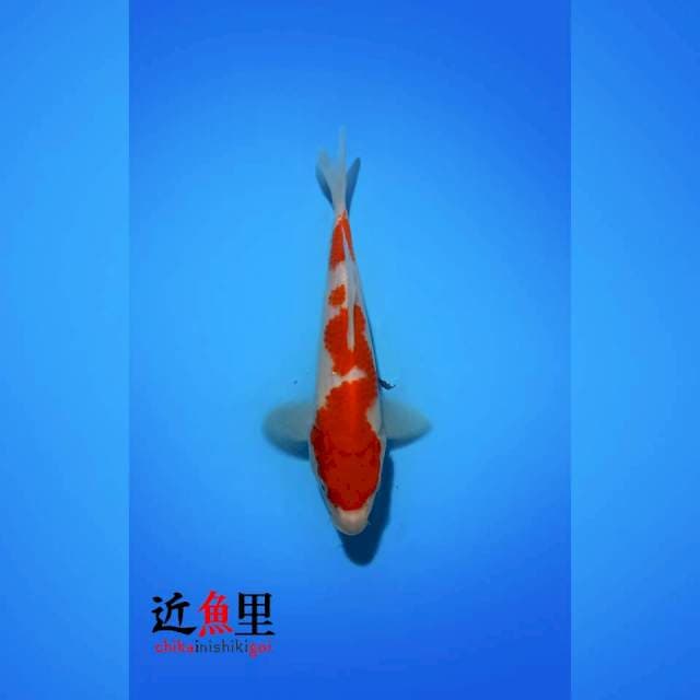 HQ _ KOHAKU 25 cm