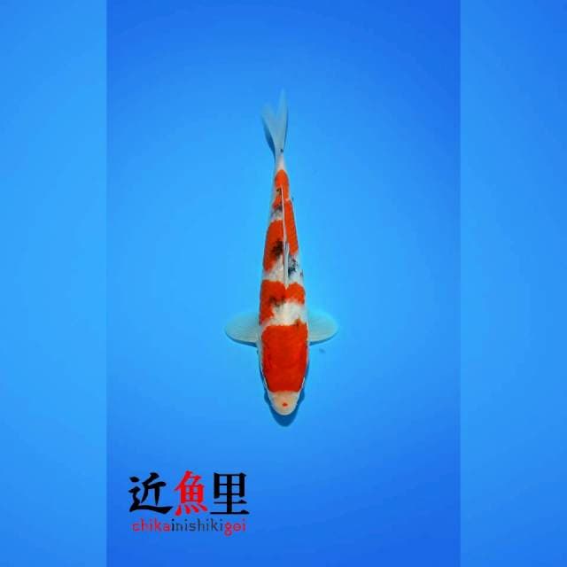 HQ _ SANDAN SANKE 25 cm