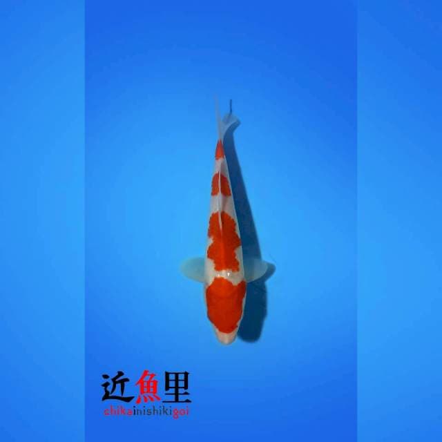 HQ _ YONDAN KOHAKU 26 cm