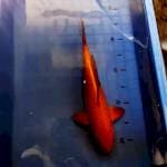 Chagoi Tembaga 35cm Super