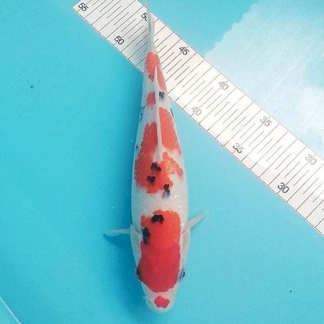 Sanke 28cm